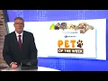News 4 Tucson s Pet of the Week meet Scrappy