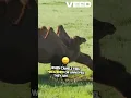 Why Do Camels Spit