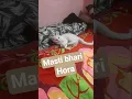 Download Lagu To cheez badi hai mast mast #song #love #bollywood #cat #catsworld #lovelycat #mycat