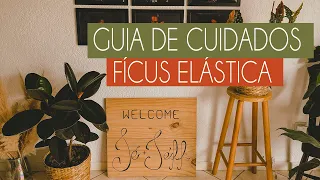 COMO CUIDAR DE FICUS ELÁSTICA - GUIA COMPLETO PARA FÍCUS - Por Jéssica Castro!♥