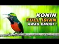 Download Lagu KOLIBRI NINJA GACOR FULL ISIAN TEMBAKAN YAJAM KASAR COCOK BUAT MASTERAN KONIN BAHAN TROTOLAN