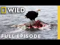 Download Lagu Cold, Harsh Reality (Full Episode) | Wild Alaska | Nat Geo Animals