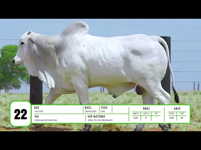 Touro Nelore LSA - 1714