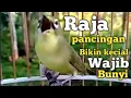 Download Lagu WAJIB COBA | CIAK CIAK JOSS KECIAL KUNING SATU INI | TERCEPAT BIKIN KECIAL EMOSI IKUT GACOR NGEJOS