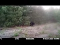 bear bum
