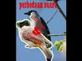Download Lagu Kutilang jantan dan betian ( membedakan suara kutilang jantan dan betina)