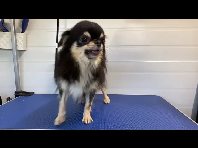 動画