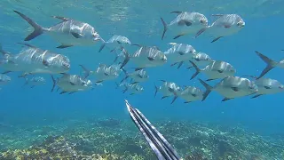 Ep. 303 Alone and spearfishing in Paradise – The Caribbean fishing adventure continues