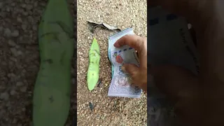 Https Vt Tiktok Com ZSDwxPnQn 