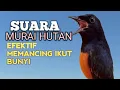 Download Lagu SUARA PANCINGAN MURAI BATU biar Emosi NYAUT jadi BUNYI Gacor BONGKAR ISIAN | TERAPI MURAI BATU 