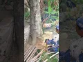 tumbangnya pohon nangka saat di tebang pakai senso mini MAESTRO