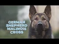 German Shepherd Malinois Mix - Dog Breed Facts and Information