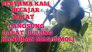 pertama kali belajar mikat burung langsung dapat kancilan mas bimoli