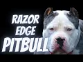 Razor Edge Pitbull