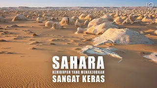 Sahara: Kehidupan Menakjubkan di Gurun Terbesar Yang Sangat Keras