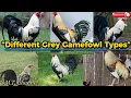 Different Variants of Grey-type Gamefowl Bloodline