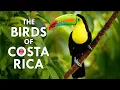 Download Lagu The Beautiful Birds Of Costa Rica | Animalogic Wild
