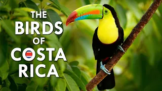 Download The Beautiful Birds Of Costa Rica | Animalogic Wild MP3