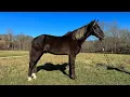 Chip gaited rocky mtn gelding for sale on platinum equine auction com