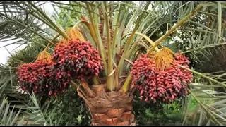 روائع الطرب البلدي الأصيل 