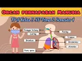 Download Lagu Organ Pernapasan pada Manusia | Sistem Pernapasan Manusia IPA Kelas 5 SD | Tema 2 | Semester 1