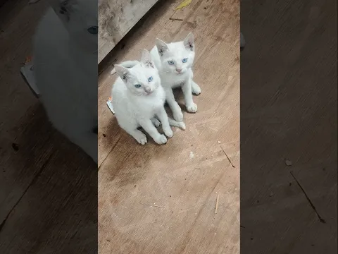 kittens fight 🐱 #shorts #kitten #shortfeeds