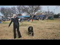12 10 2023 Woodland CA Afghan Hound Judging under Mrs Patricia Nemirovsky de Alsina
