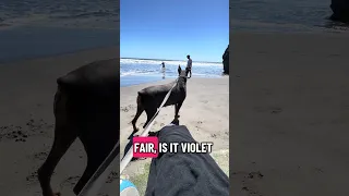 Stinson beach.. #fyp #dream #doberman #pets #youtube