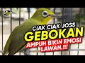 Download Lagu Kecial Kuning Ciak Joss GEBOKAN Ampuh Bikin Emosi Lawan NYAUT‼️| PEPADU KECIAL