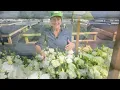 Corelli Sugoi III White Lisianthus Variety