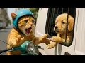 Download Lagu Mom Cat and Ginger Kitten Saves Abandoned Puppy from Car Animal Catcher