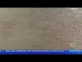 WEB EXTRA Sharks Swimming Close To Shore Of New Smyrna Beach