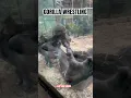 Download Lagu #Gorilla wrestling #silverback #lowlands #king kong #monkey #ape  #chimpansee #aap #Artis #Amsterdam
