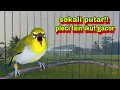 Suara Burung Pleci Bustomi Gacor Ngalas Nembak #13: Pancingan Pleci Gacor