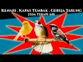 Download Lagu Kenari, Kapas Tembak, Gereja Tarung Jeda Terapi Air