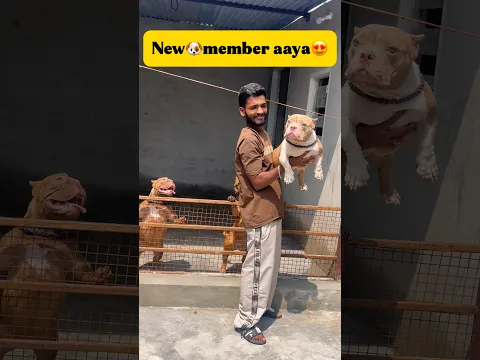 New🐶member aaya😍 #minivlog #viral #vlog #pets #dog #americanbully #petlover #dogsworld #bullybreed
