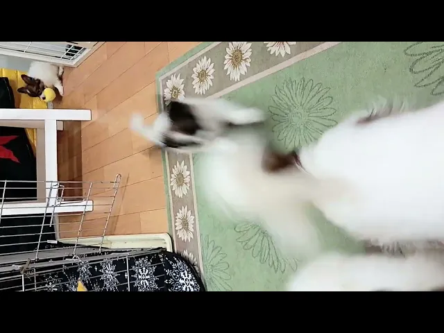 動画