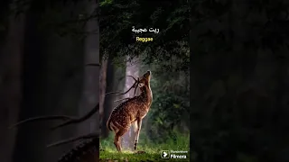 ريت عجيبة للفنان نجيب الهوش  دندنها