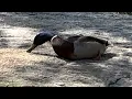 Walmart Great Value Wild Bird Food also for duck Donald Duck approved