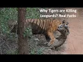 Why Tiger eats Leopards Real Facts Tech Academy