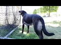 German Shepherd Black Lab Mix 1YR 8 MO update