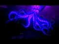Finding Dory - Aghh Marlin Dory Encounter a Giant Squid Sponsored by Gamavision Csupo Effects