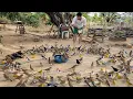 Download Lagu AS AVES VIERAM TODAS NO MESMO HORÁRIO (Maracás-BA)