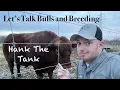 Cattle Breeding Dates and The Bull beginner level