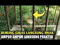 Download Lagu GARA-GARA TRIK LICIK INI | BURUNG SIRTU HASIL PIKAT OMBYOKAN LANGSUNG JINAK,L.. TERBUKTI
