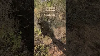 Red Diamond Rattlesnake (Crotalus ruber) coiled up by the trail. #snake #snakes #hiking #hike