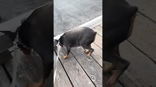 Good morning.. #fyp #dream #doberman #pets #youtube