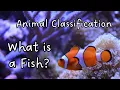 Download Lagu What is a Fish? Characteristics of a Fish | Animal Classification | Animal Groups | Science for Kids