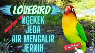 lovebird bird sounds pause water flows