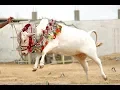 Download Lagu Makna Penyembelihan Qurban - Udhiyah (Masjid Al Muttaqin Batam) Ust Bachtiar Nasir